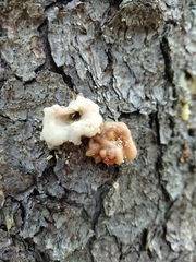 Dendroctonus rufipennis
