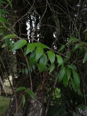 Griselinia ruscifolia