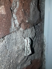 Giacomellia bilineata