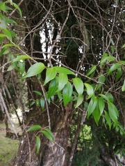 Griselinia ruscifolia