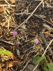 Emilia sonchifolia image