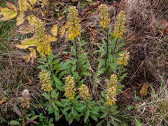 Solidago roanensis