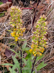 Solidago roanensis