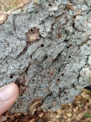 Dendroctonus rufipennis