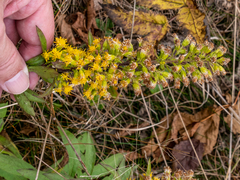 Solidago roanensis