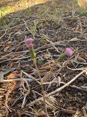 Emilia sonchifolia image