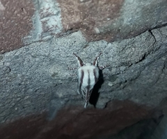 Giacomellia bilineata