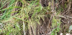 Selaginella rolandi-principis