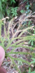 Selaginella rolandi-principis