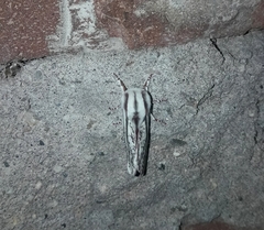 Giacomellia bilineata