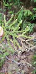 Selaginella rolandi-principis