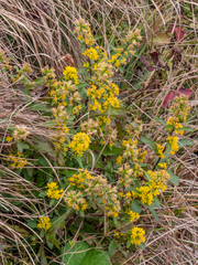 Solidago roanensis