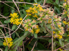 Solidago roanensis