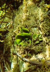 Dictyosphaeria sericea