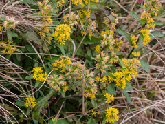 Solidago roanensis