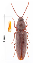 Melanotus hyslopi