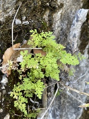 Anogramma leptophylla