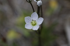 Gentianella bawbawensis