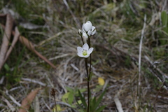 Gentianella bawbawensis