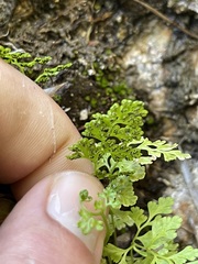 Anogramma leptophylla