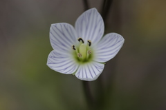 Gentianella bawbawensis