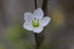 Gentianella bawbawensis