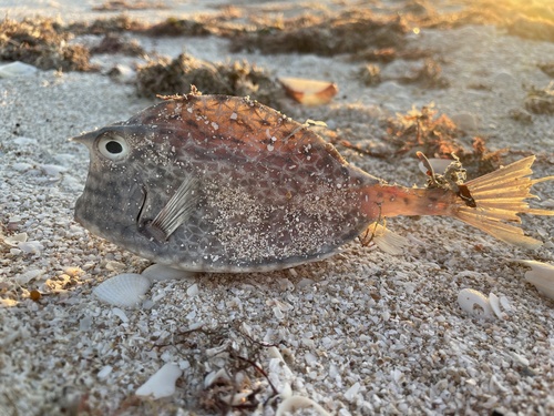 Honeycomb cowfish (Acanthostracion polygonius) — Ostraciidae — 2