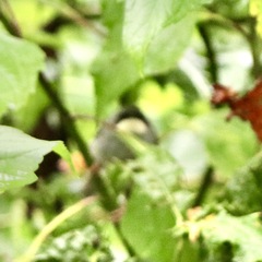 Schistolais leucopogon image