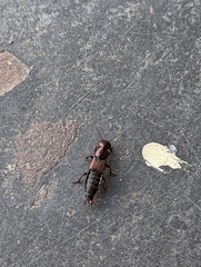Antimerus punctipennis