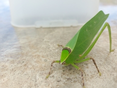 Stilpnochlora thoracica