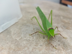 Stilpnochlora thoracica
