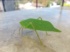 Stilpnochlora thoracica
