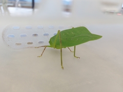 Stilpnochlora thoracica