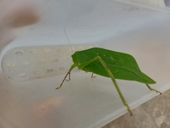 Stilpnochlora thoracica