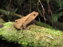 Rhinella hoogmoedi