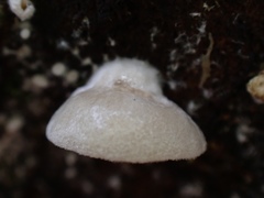 Crepidotus stipitatus