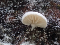 Crepidotus stipitatus