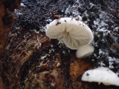 Crepidotus stipitatus