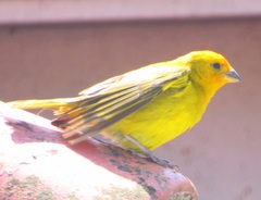 Sicalis flaveola pelzelni