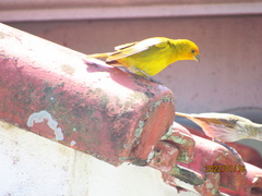 Sicalis flaveola pelzelni