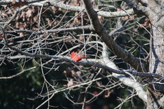 Cardinalis cardinalis