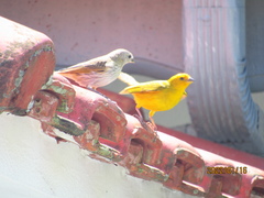 Sicalis flaveola pelzelni