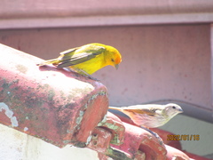 Sicalis flaveola pelzelni