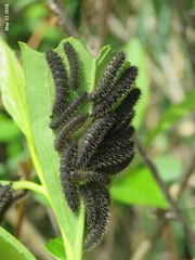 Apareophora forsythiae