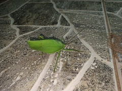 Paracycloptera