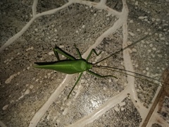 Paracycloptera