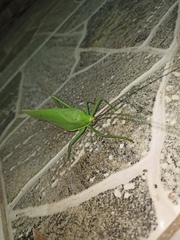 Paracycloptera