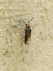 Strongylium flavicrus