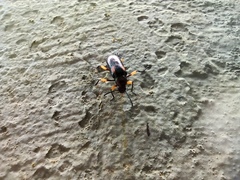 Strongylium flavicrus