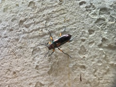 Strongylium flavicrus